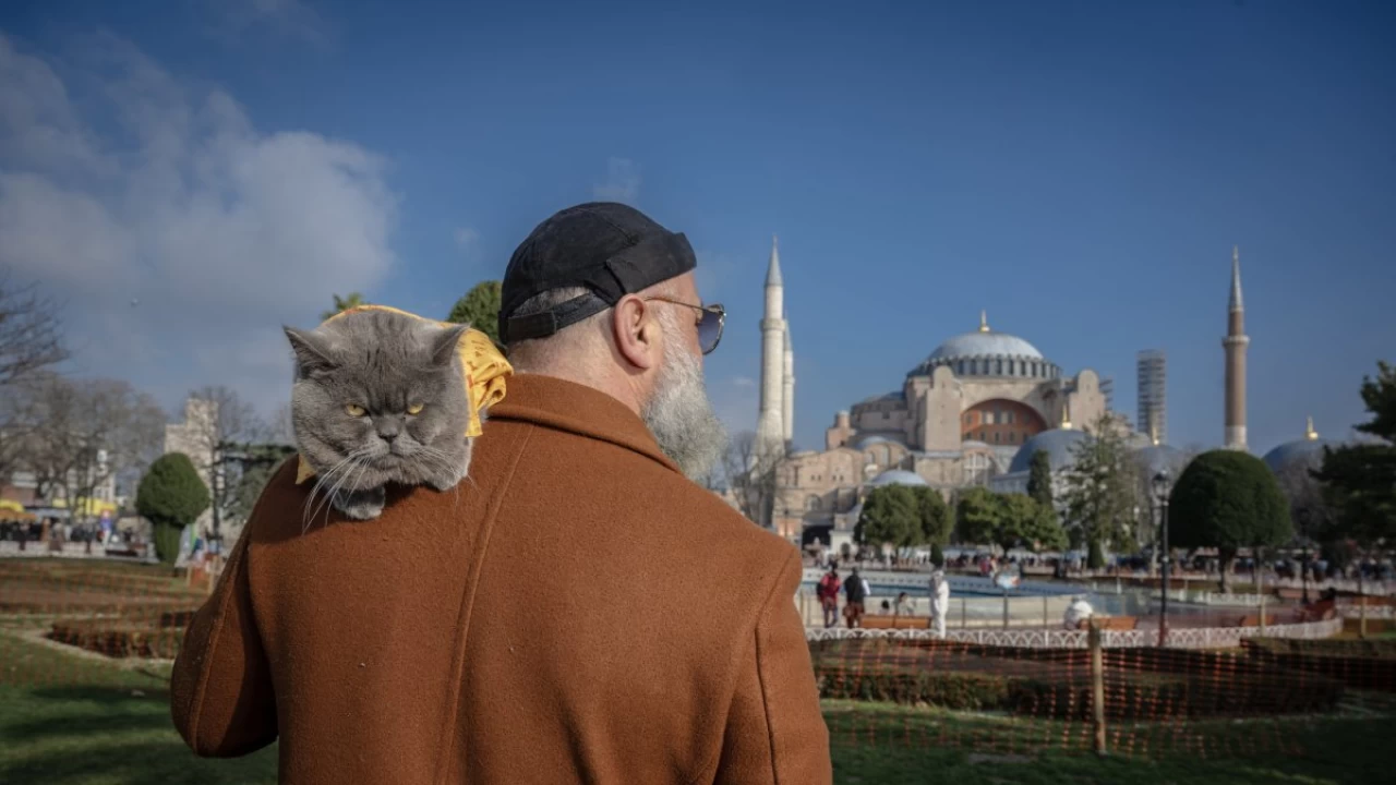 Meet Istanbul's traveling cat who explores the city’s landmarks