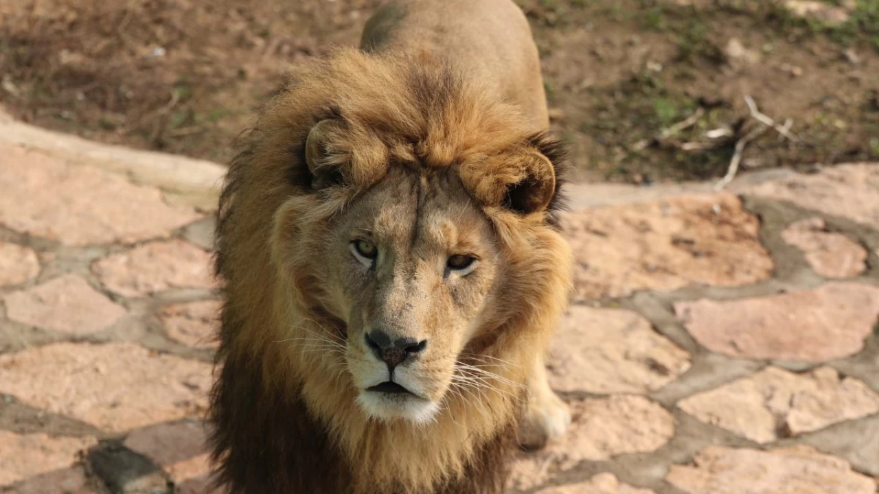 Gaziantep Zoo Breaks Records with 5.15 Million Visitors in 2024, Becoming Top Attraction in Türkiye.