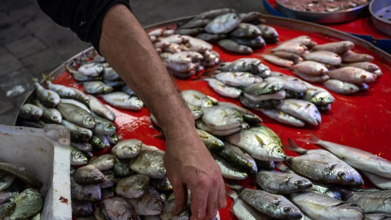 Research finds microplastics in 11 fish species in Gulf of Izmir, raising concerns over marine pollution.