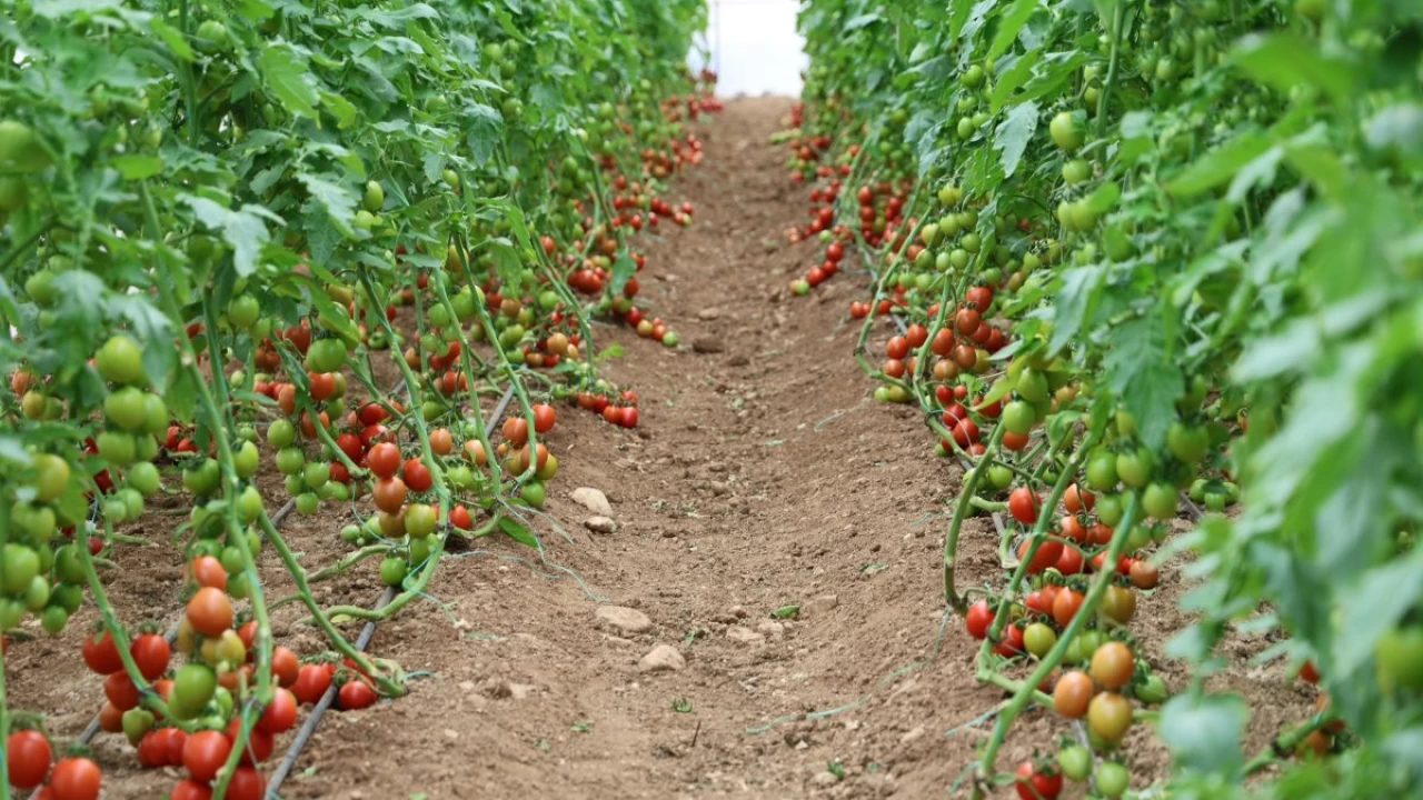 Türkiye's Agricultural Exports Soar to Record Highs, Driving Economic Growth