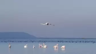 Lake Bafa's Water Level Rebounds with Recent Rainfall, Boosting Biodiversity and Ecosystem Recovery