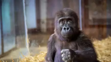 Türkiye continues to care for baby gorilla seized from wildlife traffickers