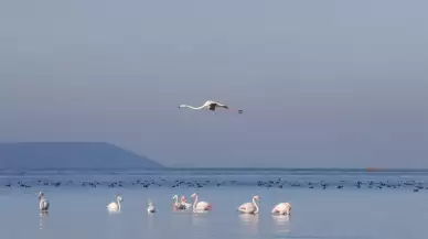 Lake Bafa's Water Level Rebounds with Recent Rainfall, Boosting Biodiversity and Ecosystem Recovery