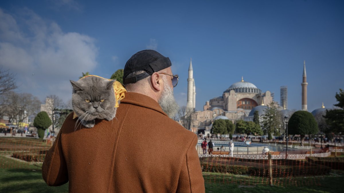 Meet Istanbul's traveling cat who explores the city’s landmarks