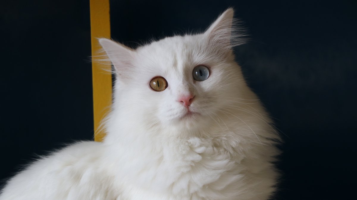 Van Cat Villa Welcomes 200,000 Visitors in 2024, Preserving Unique Van Cats with Different Eye Colors